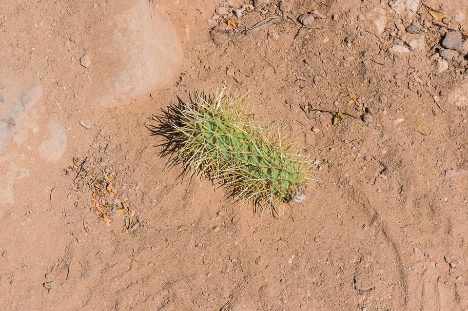 Deem Hills Trail - Teddy Bear Cactus