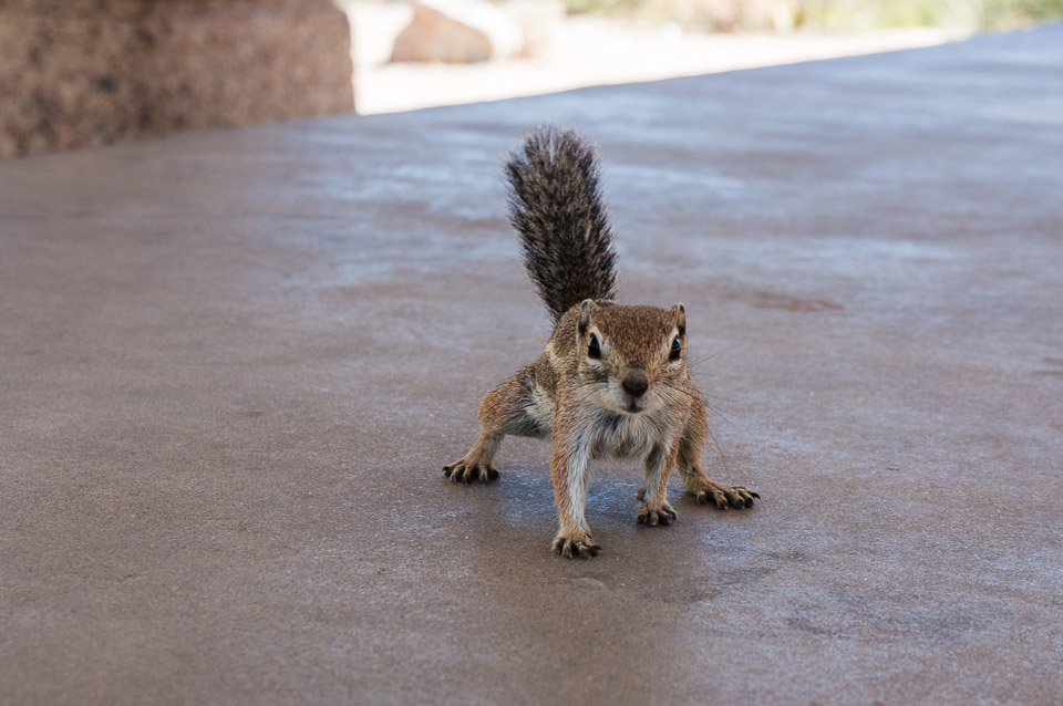 Trail 340 - Chipmonk